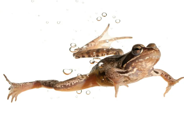 frog swimming underwater