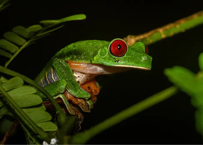 green frog clinging on a branch during the night