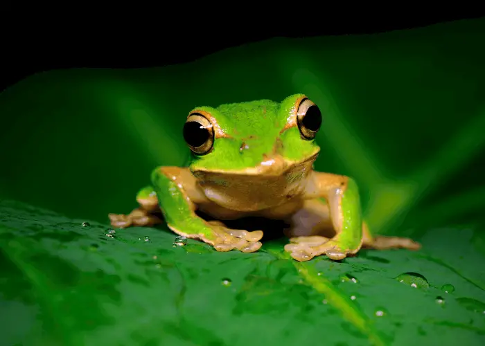 green frog on a leaf during the night