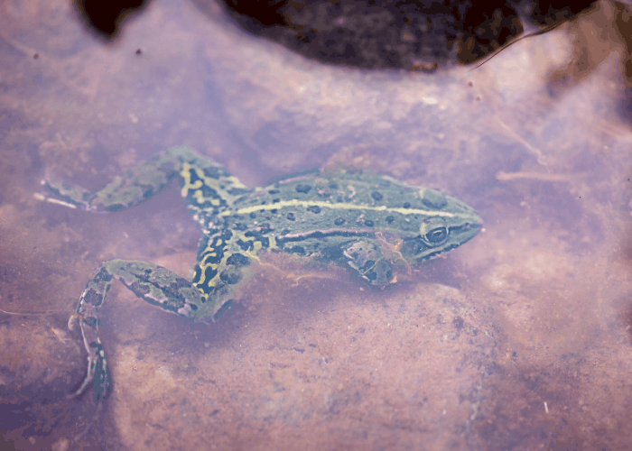 green frog under water
