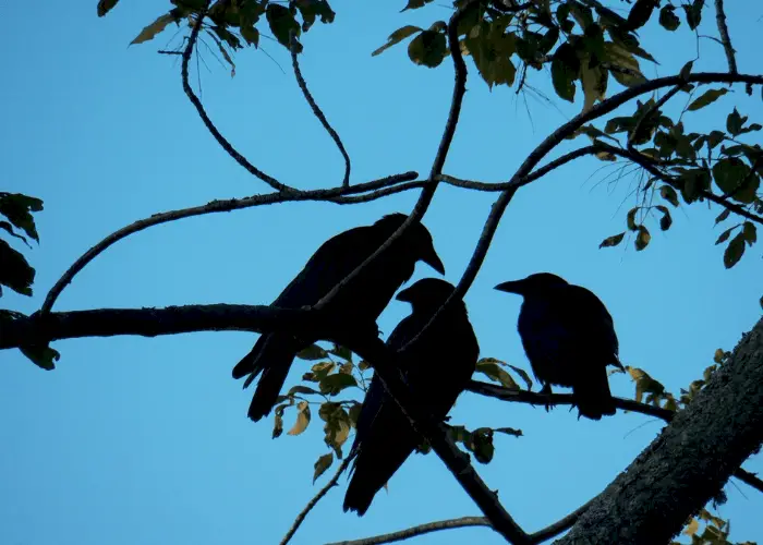 group of birds silhoutte