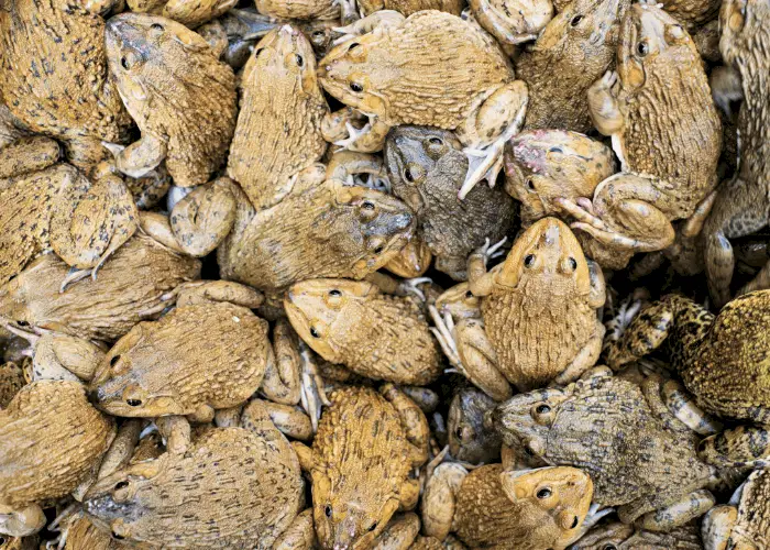 group of brown frogs