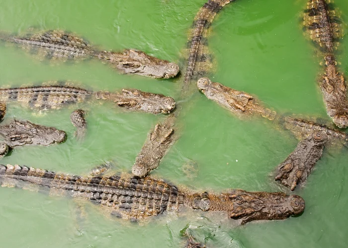 group of crocodiles in the water