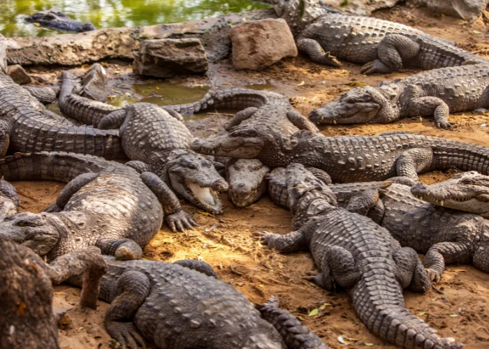 group of crocodiles on land