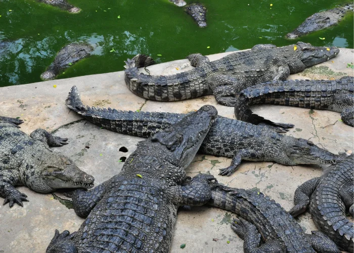 group of crocodiles on the rock