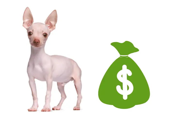  hairless chihuahua and a bag of money