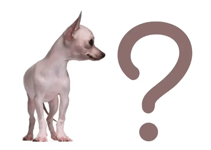 hairless chihuahua and a big question mark