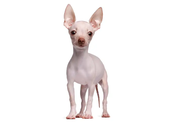 hairless chihuahua standing on a white background