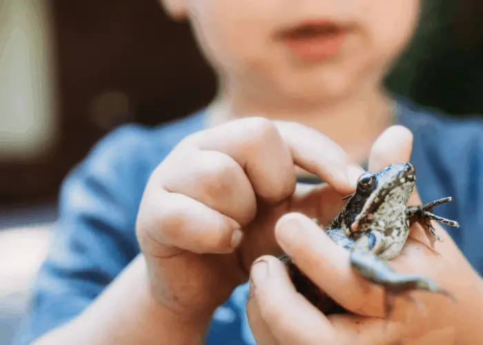 little girl touching a frog