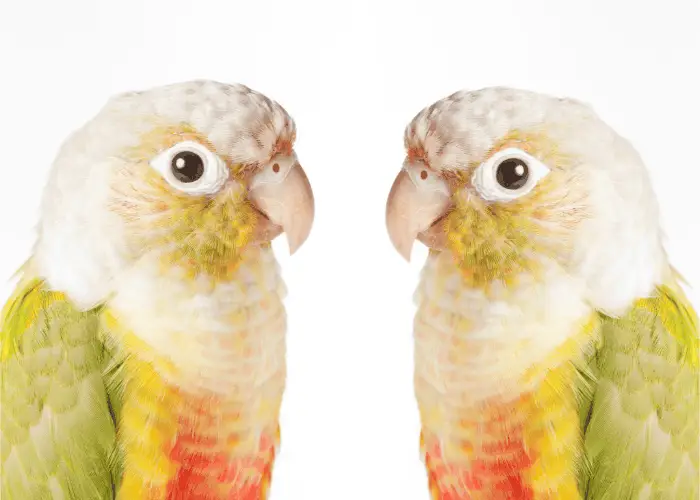 male and female Pineapple Green Cheek Conure 