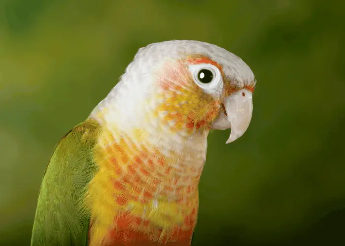 pineapple Green Cheek Conure on dark green background