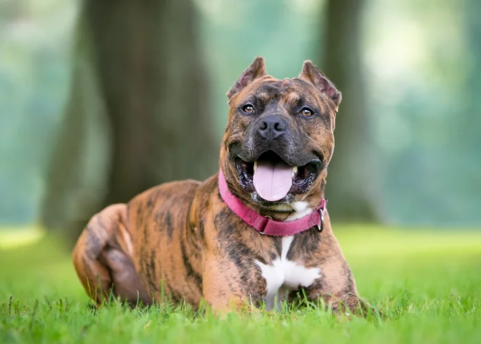 pitbull terrier mixed with cropped ears