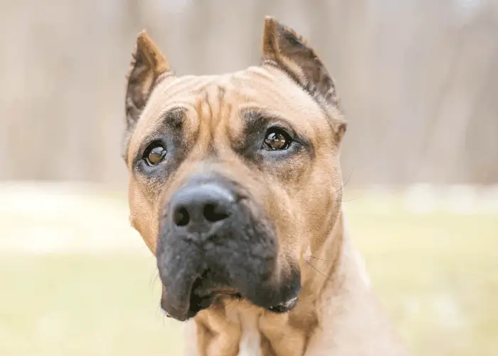 presa canario with cropped ears