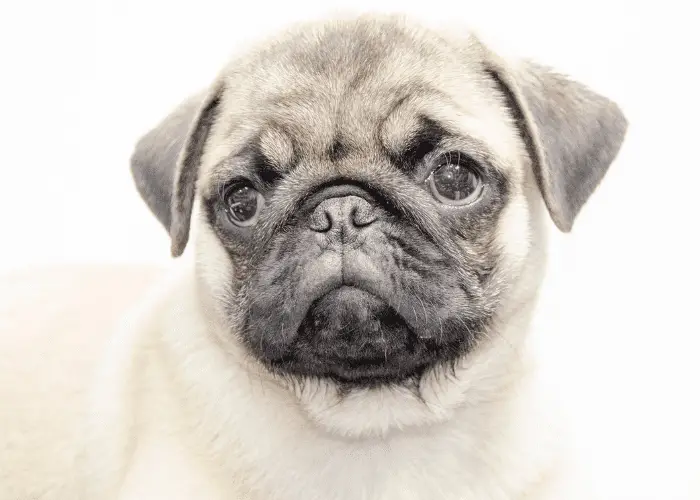 pug puppy on a white background