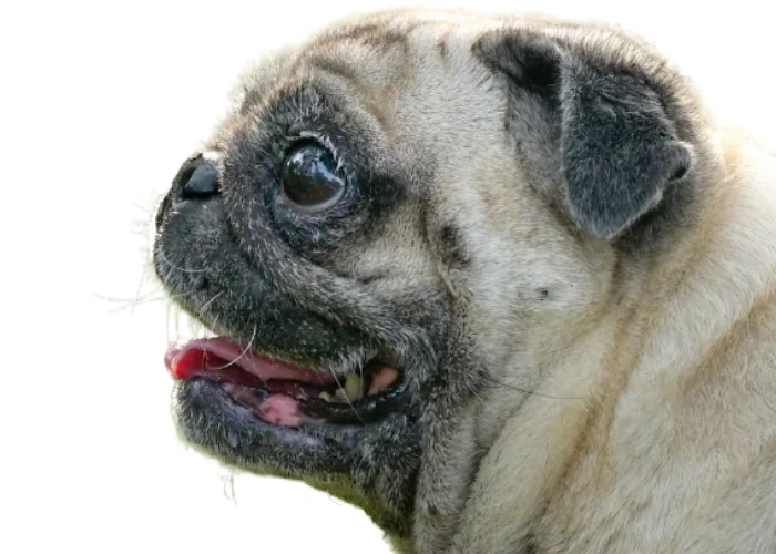 pug side view photo