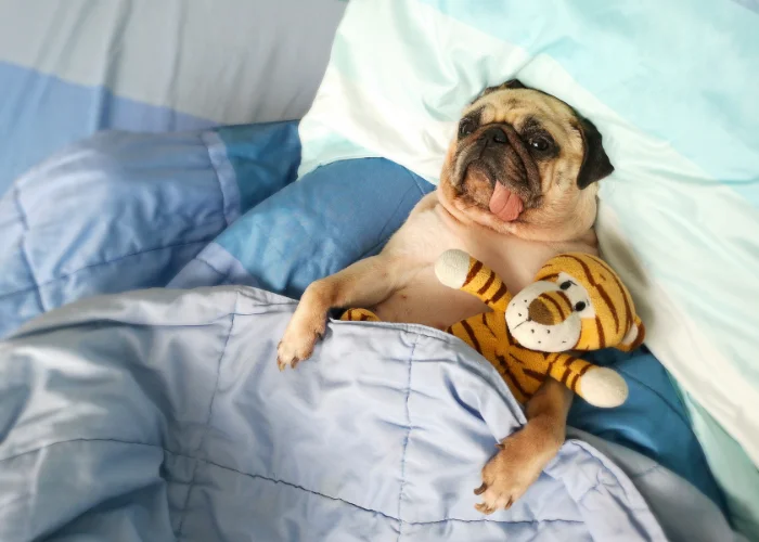 pug sleeping in bed