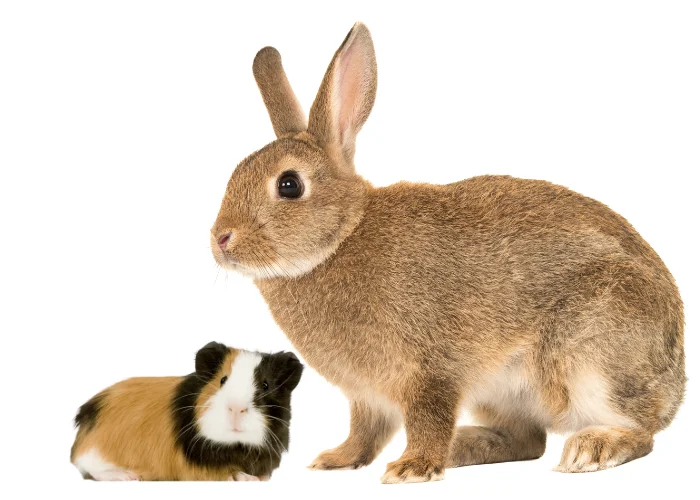 rabbit and guinea pig