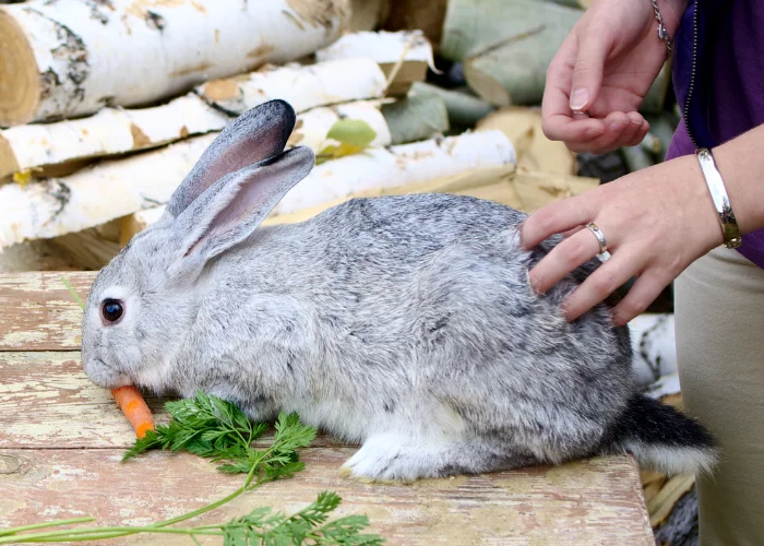 rabbit eating carrots