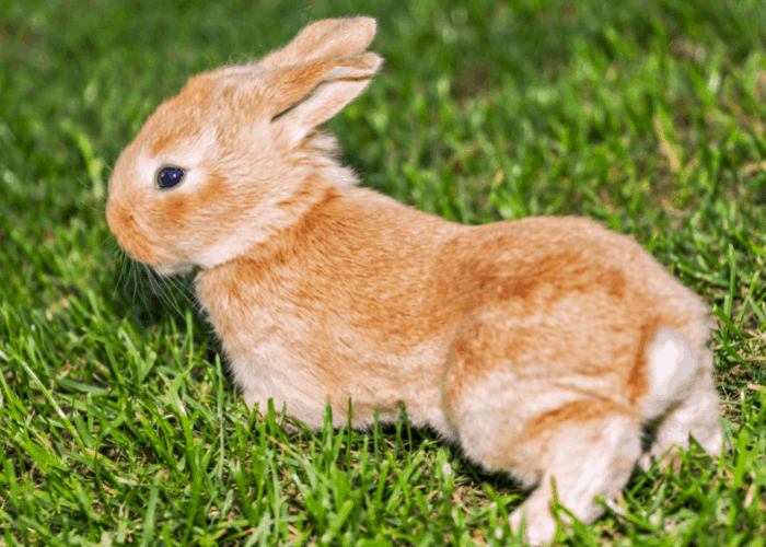 rabbit lying on the lawn
