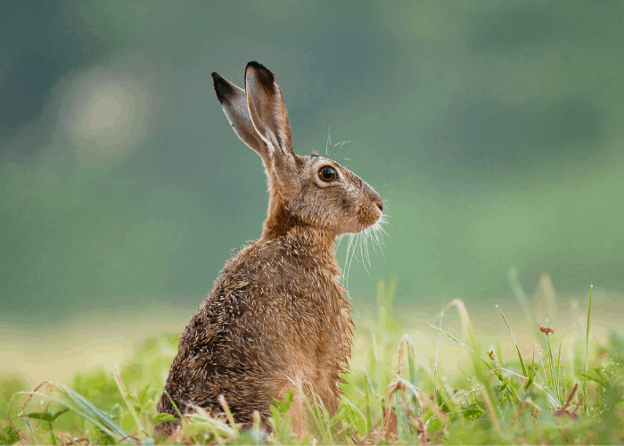 rabbit on the lawn