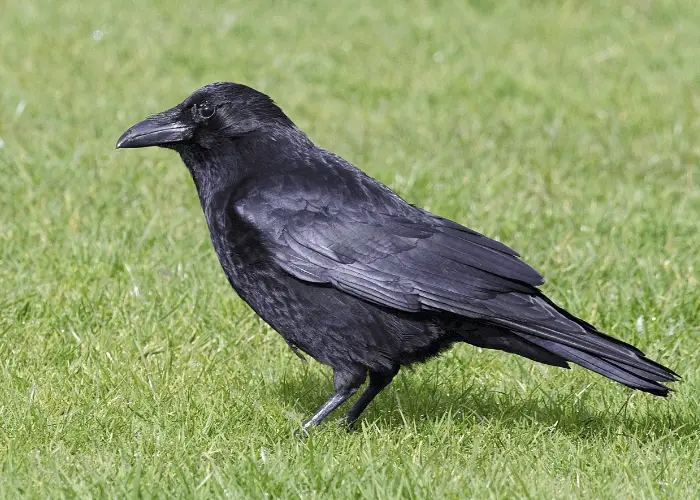 raven on the lawn