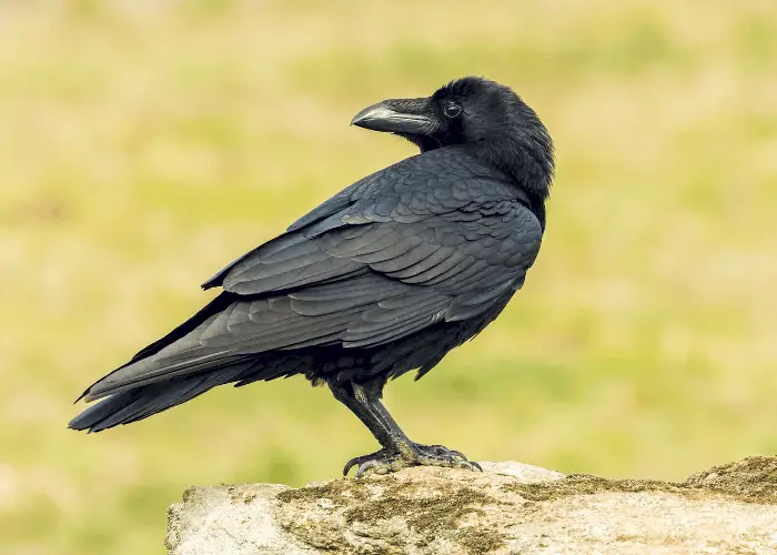 raven standing on a rock