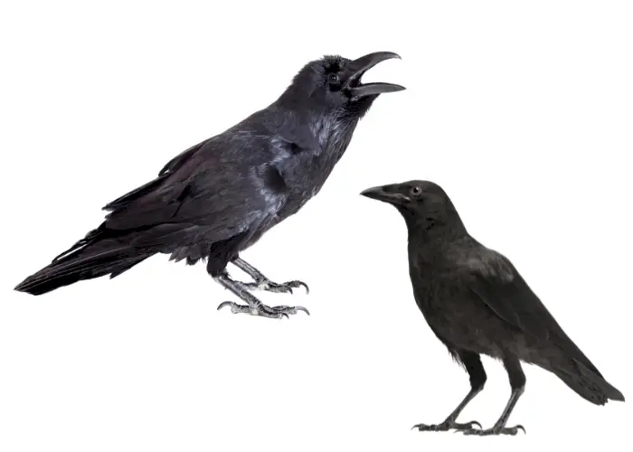 raven vs crow difference illustration