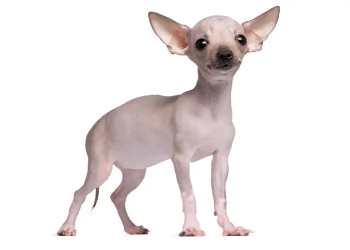 sad hairless chihuahua