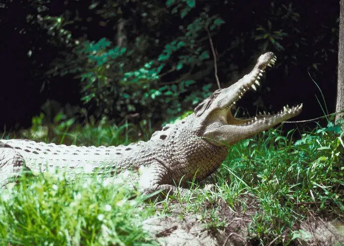 saltwater crocodile