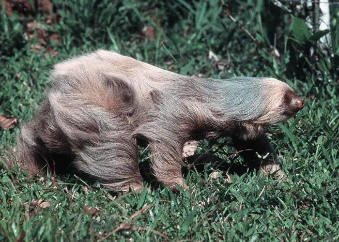 sloth walking on the ground