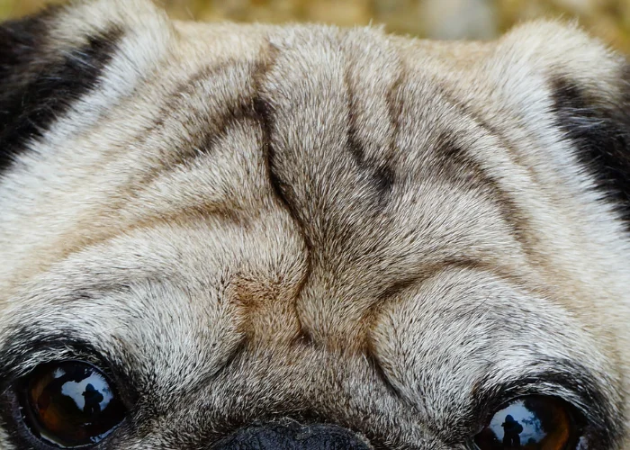 the prince's mark of pug