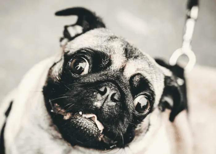 ugly pug with bulging eyes