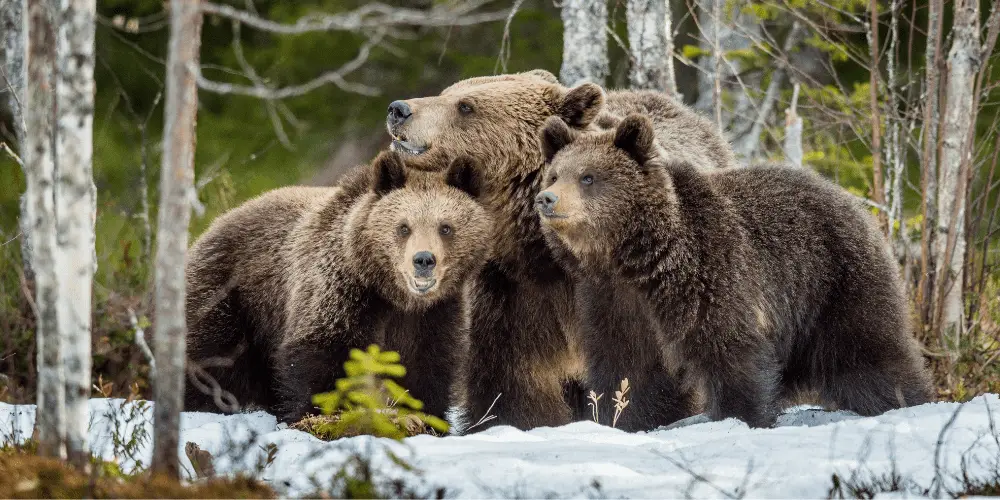 what is a group of bears called image