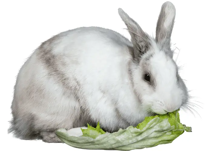 white rabbit eating lettuce