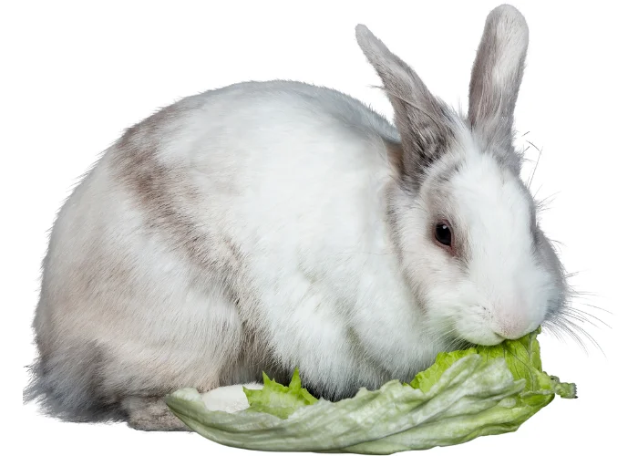 white rabbit eating lettuce