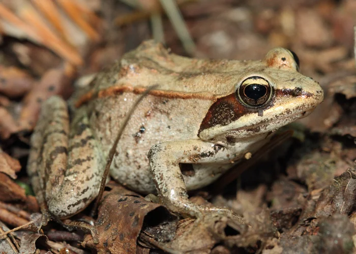 wood frog