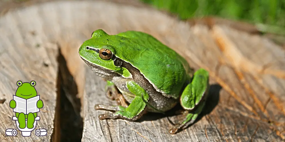 What Does Frog Poop Look Like image