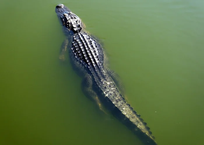 alligator in the water