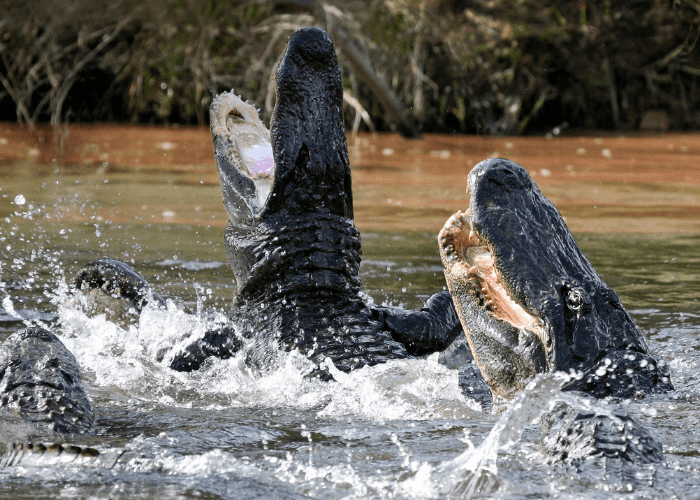 alligator launching in the water
