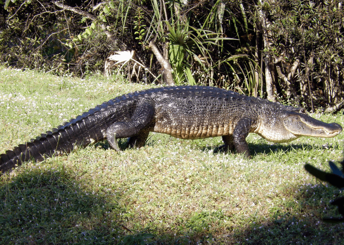 alligator walking on the ground