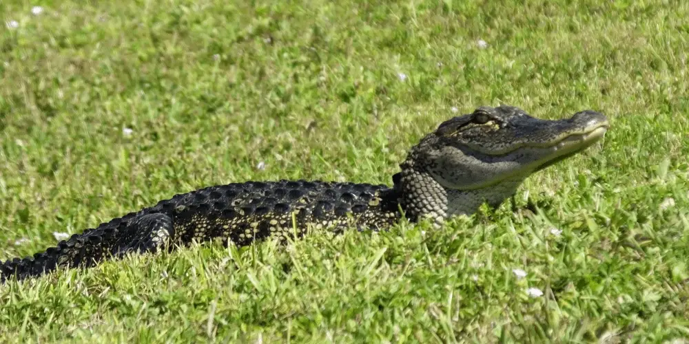 how fast can alligators run image
