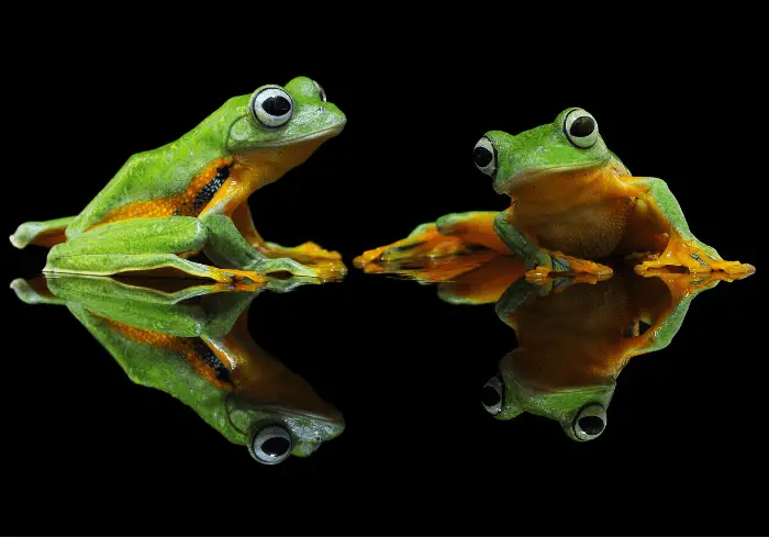 2 frogs on dark background