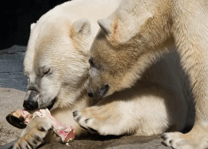 2 polar bear eating bones