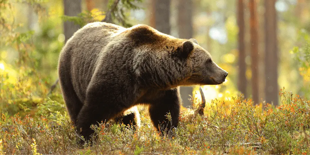 Do Bears Eat Deer image