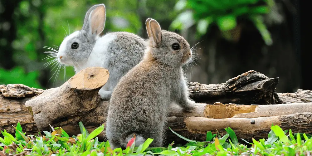 are rabbits rodents image