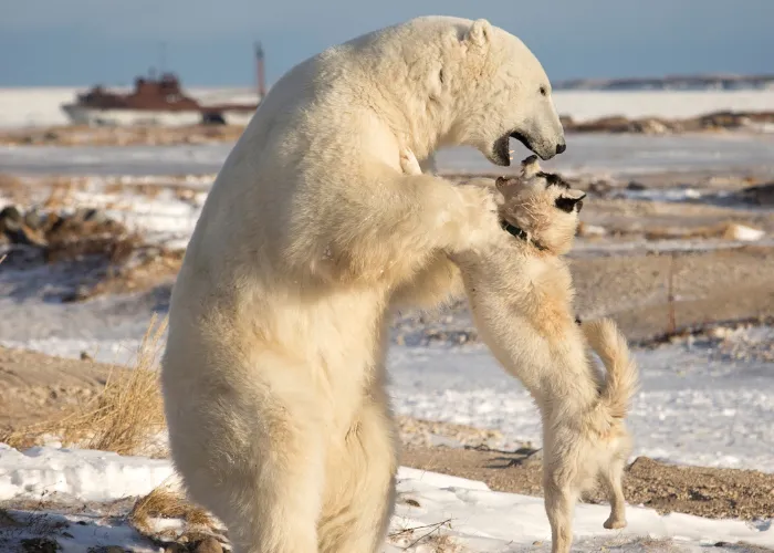 bear and dog playing