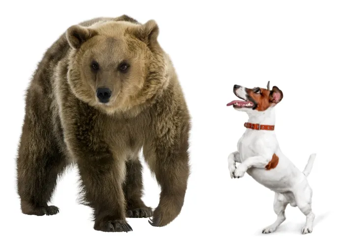 are bears related to dogs or cats