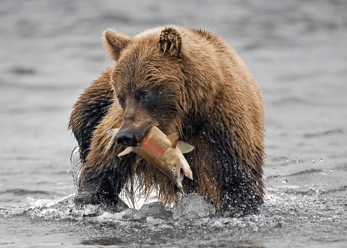 bear catching salmon in the river