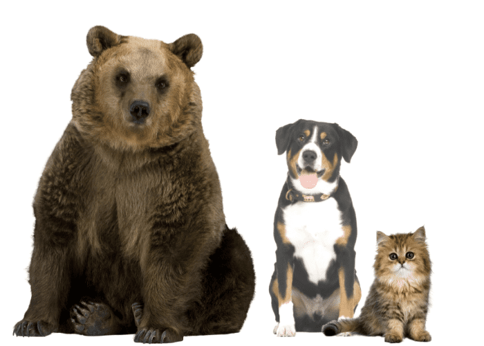 bear, dog and a cat on white background