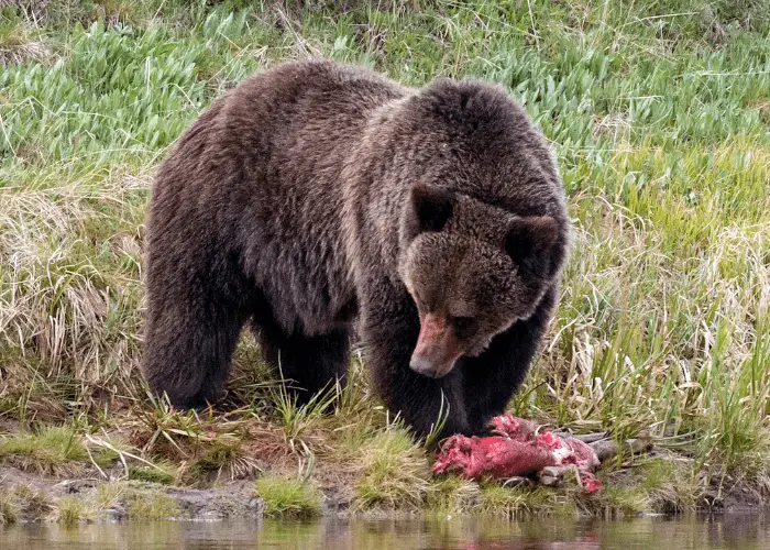 bear eating elk carcass